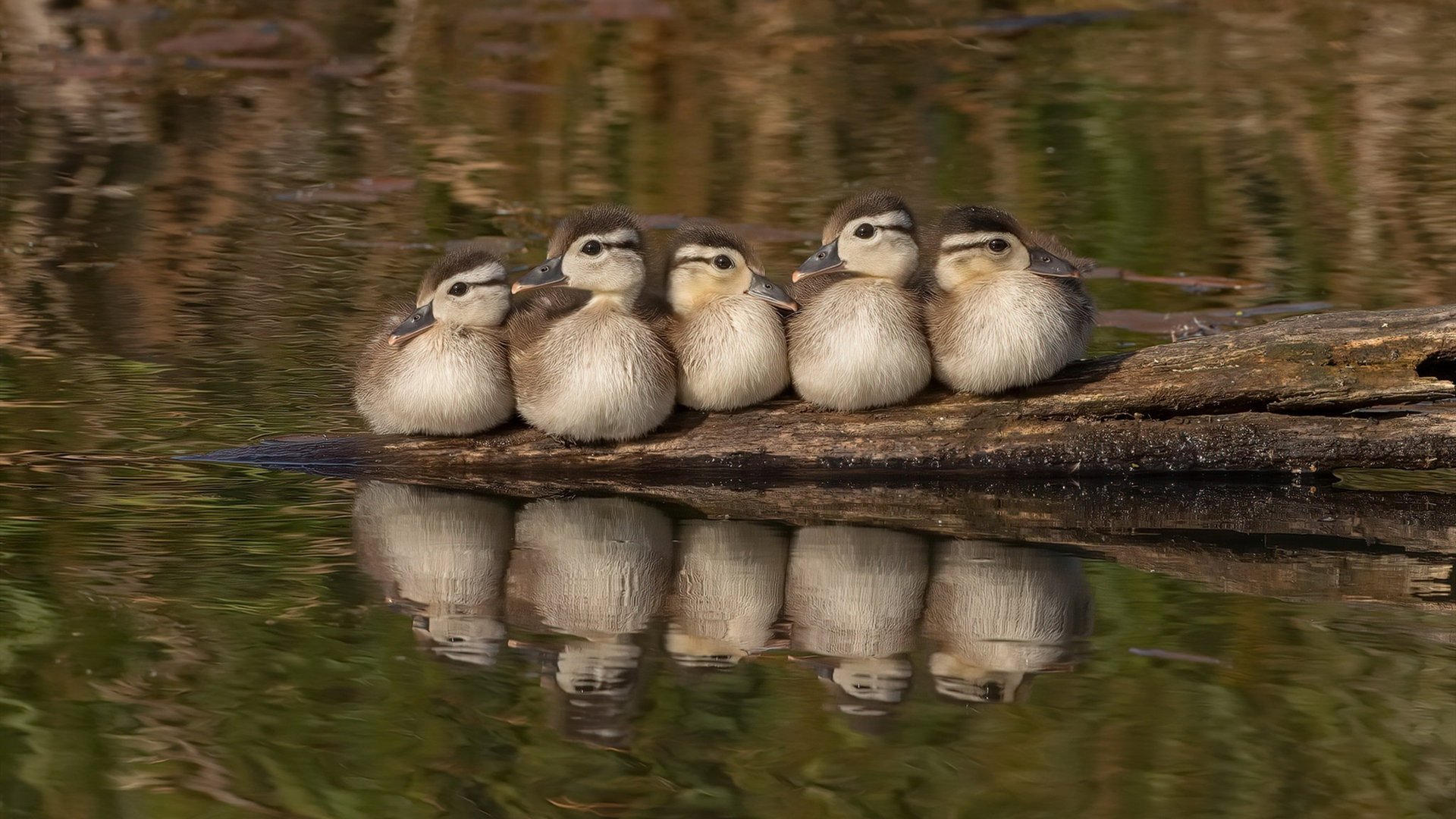 篮球专项技能动作捕捉技术研发，篮球技能动作简略说明