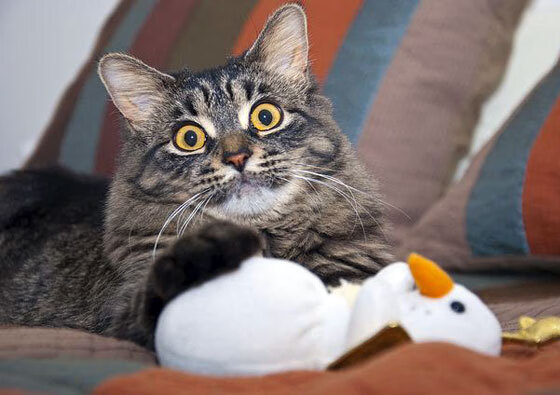 篮球运动员比赛数据智能分析系统开发及应用，篮球比赛个人数据