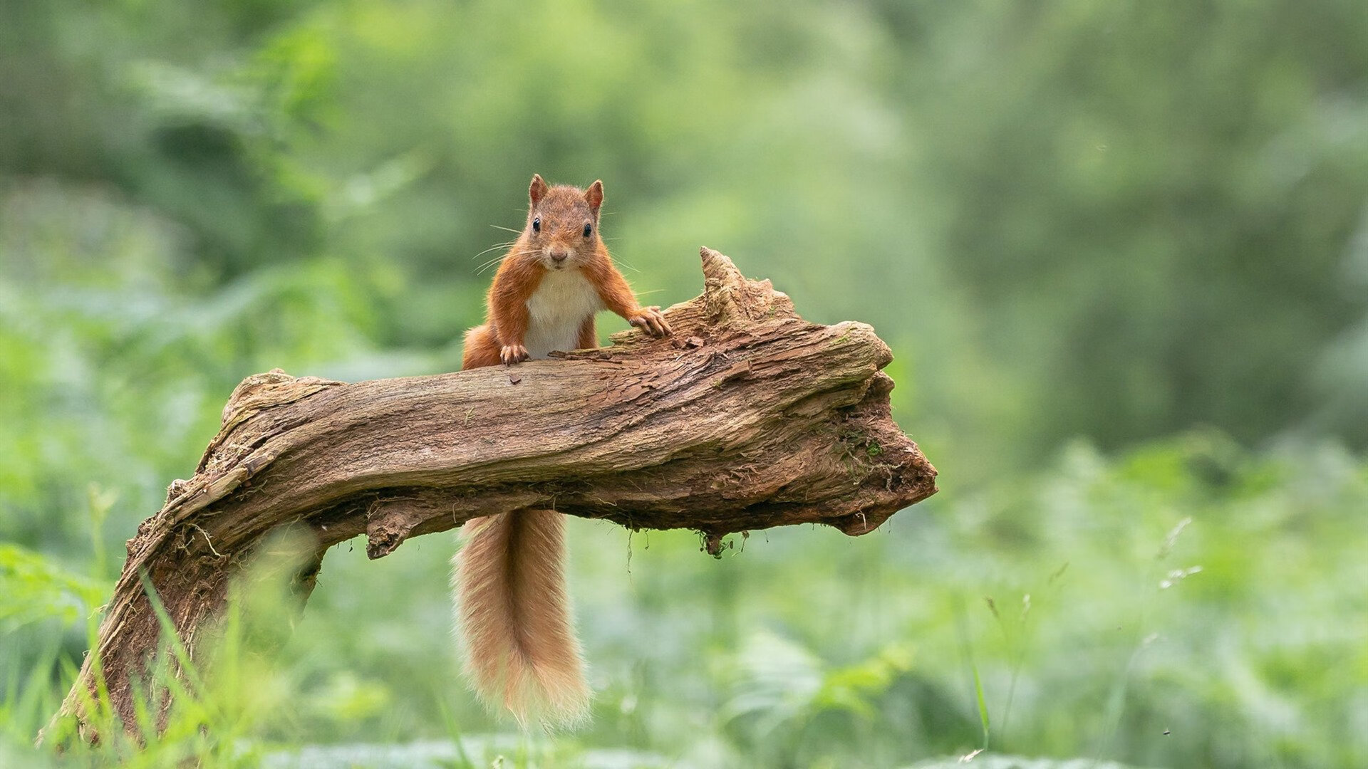 体测标准改革促使球员体能全面进步，体测标准各项所占比例