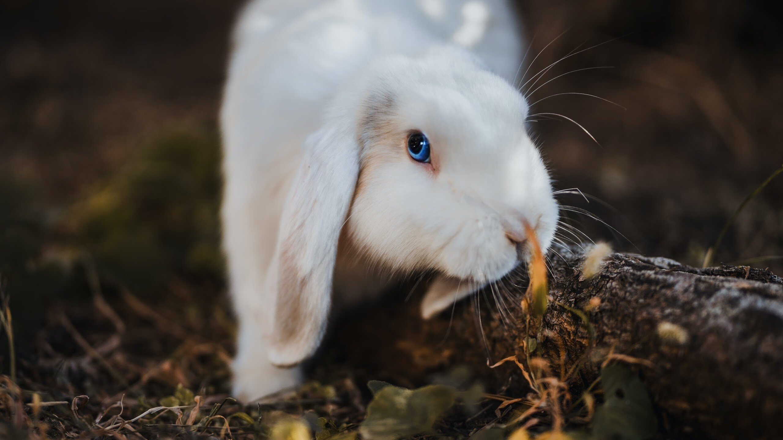 俱乐部经营缺少应对危机的财务储备，俱乐部经营缺少应对危机的财务储备措施