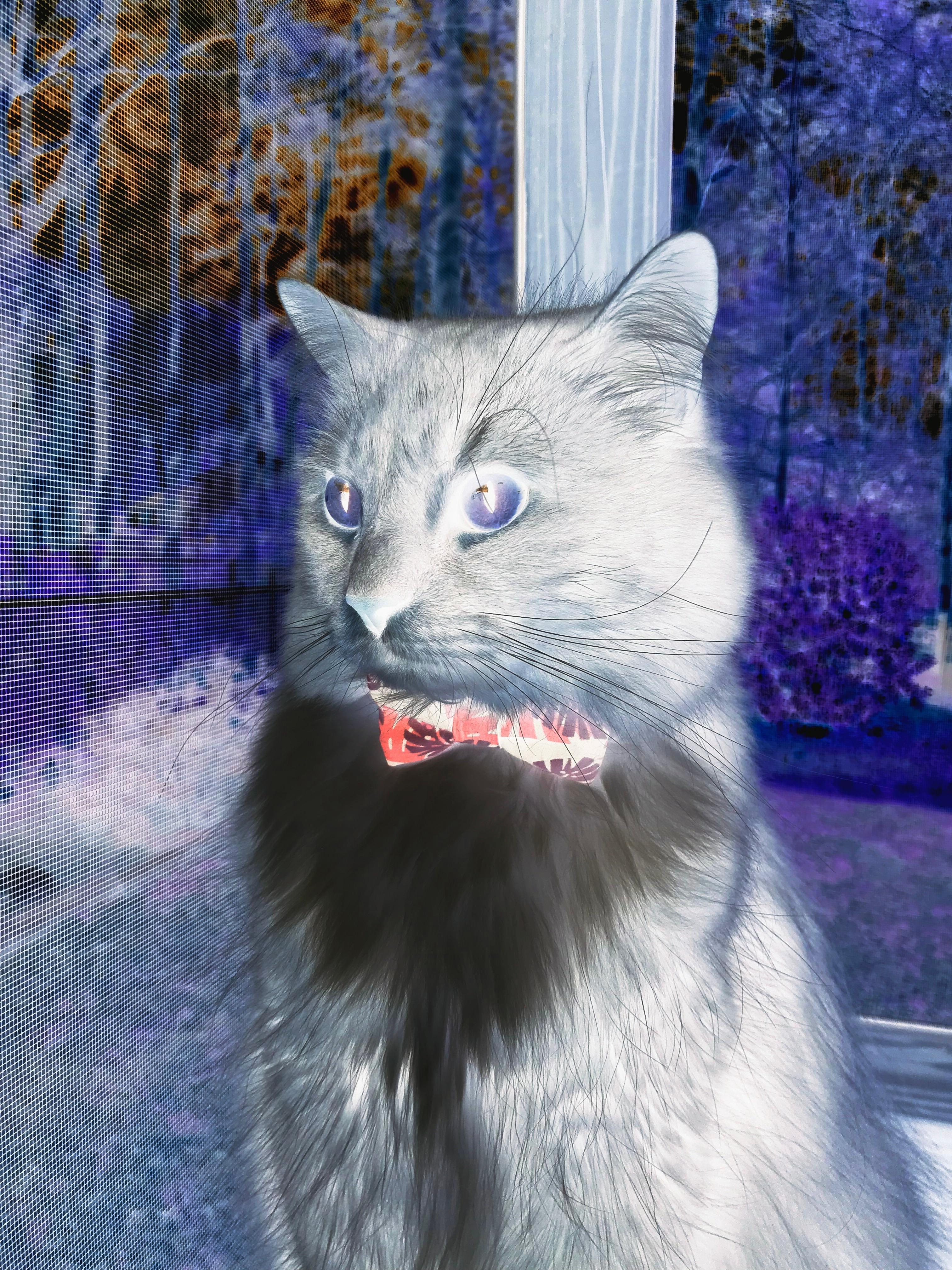 “安赫尔·巴尔博萨的突破与配合意识，成为阿根廷美洲狮队的进攻亮点”