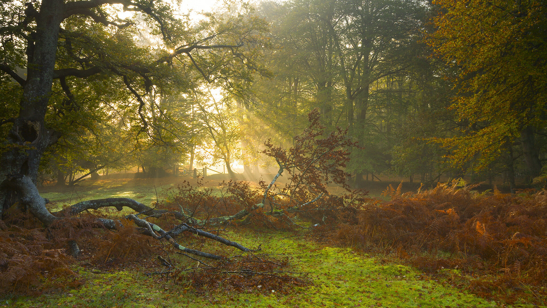 德甲快节奏攻防：场场精彩，火花四溅！，德甲最快进球
