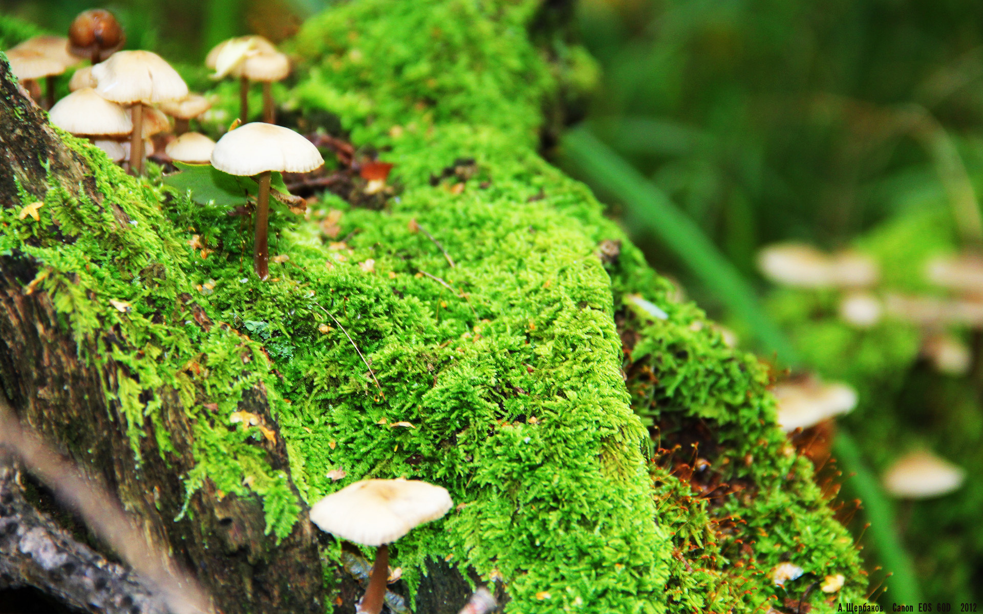 橄榄球成为新兴社交运动，橄榄球发展现状