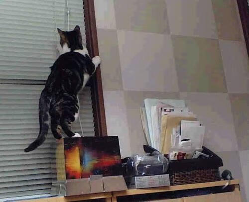 美洲杯的线上线下观赛融合发展，美洲杯网上直播