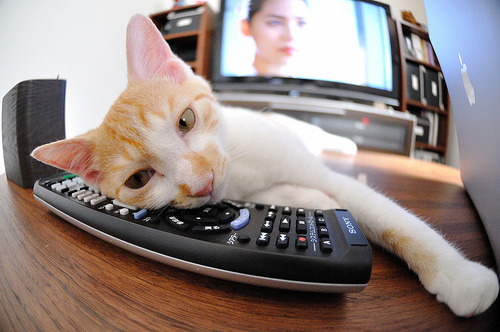 贾瓦迪800米自由泳力拼佳绩，贾瓦迪获男子800米自由泳金牌